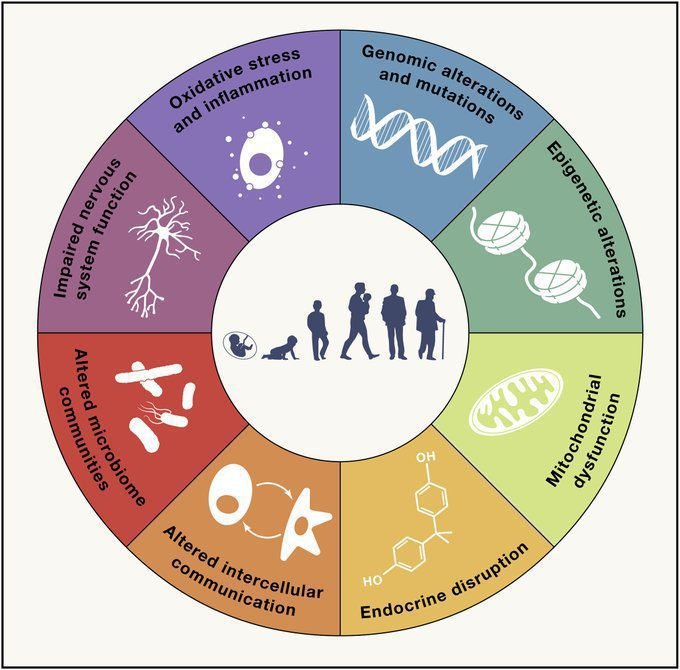 Anti-Aging Hallmarks of Aging: Genomic alterations and mutations, Oxidative stress and inflammation, epigenetic alterations, Mitochondrial dysfunction, Endocrine disruption, Altered intercellular communication, Altered microbiome communities, Impaired nervous system function